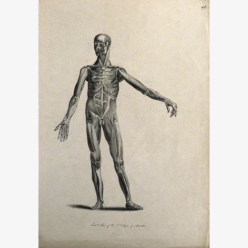 An Écorché Figure with Left Arm Extended, Seen from the Front, Showing the Second Layer of Muscles