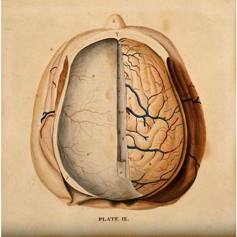 Brain: Dissection Showing the Top of the Brain, with the Dura Mater of the Left Hemisphere and the Gyri of the Right