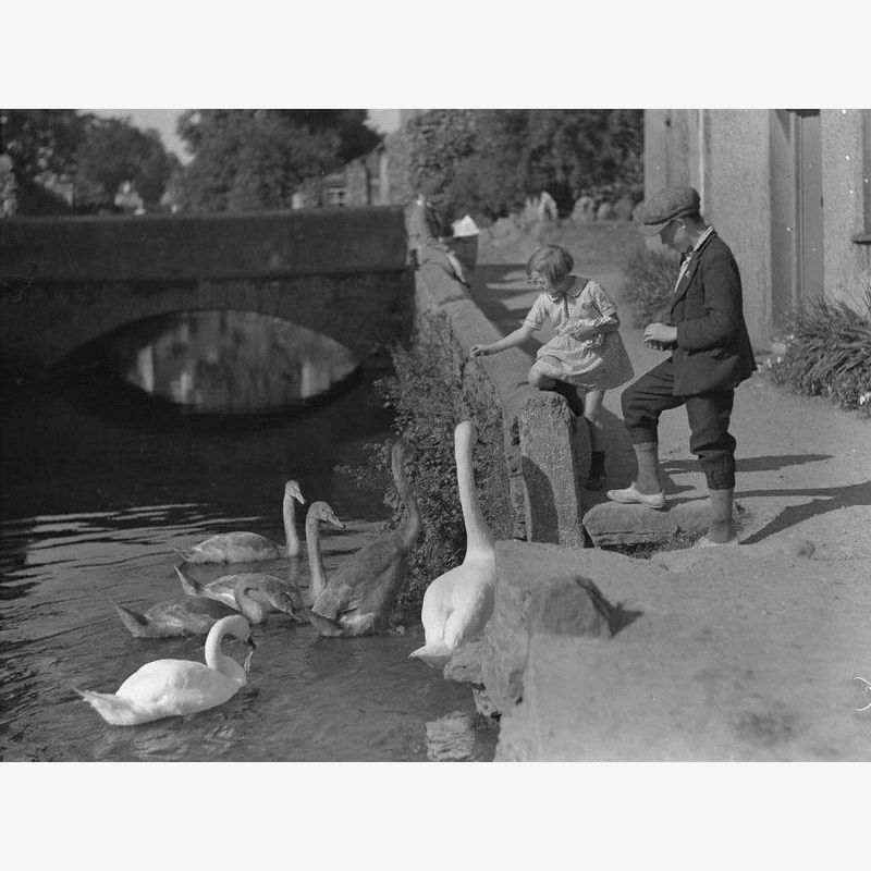 Feeding Swans and Signets