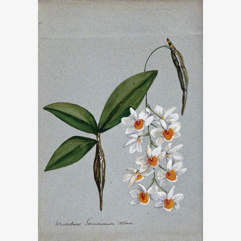 An Orchid (Dendrobium Farmerii Var Album): Flowering Stem and Leaves