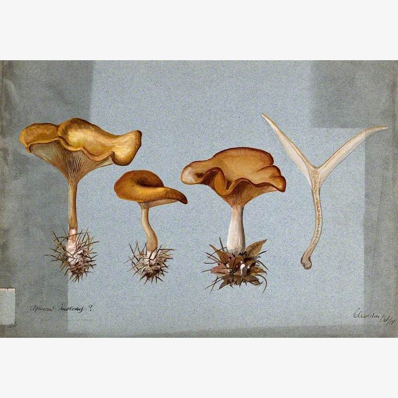 Tawny Funnel Cap Fungus (Clitocybe Flaccida): Four Fruiting Bodies
