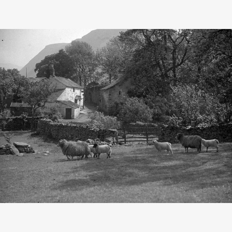 Sheep, Buildings and Lane, Loweswater