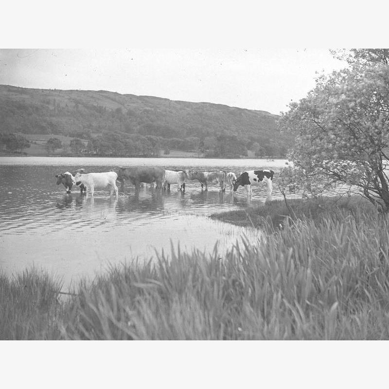 Cattle in Coniston
