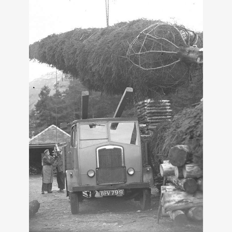 Loading a Large Christmas Tree at Thirlmere