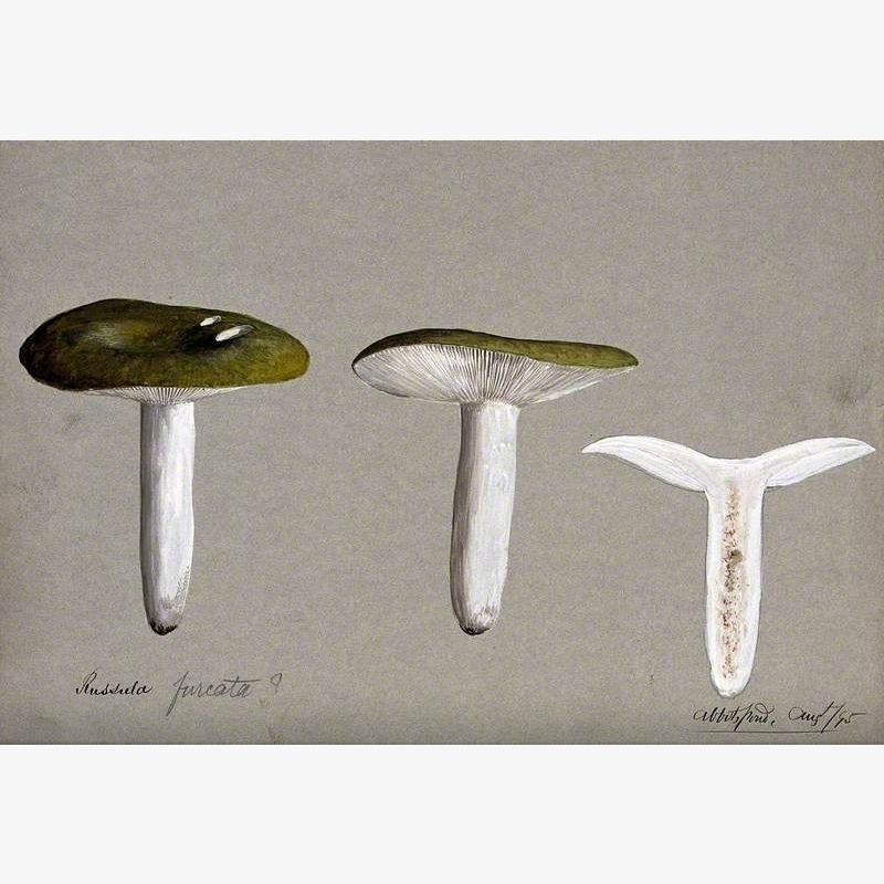 A Fungus (Russula Species): Three Fruiting Bodies, One Sectioned