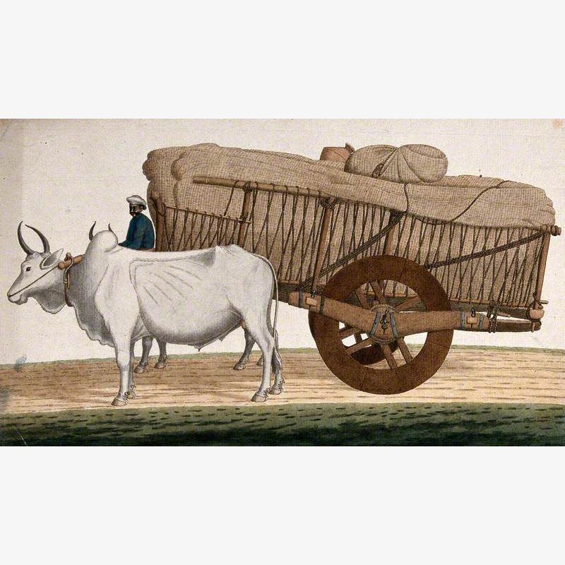 A Man Driving a Loaded Bullock Cart