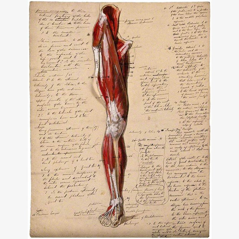 Muscles of the Leg and Foot: Front View