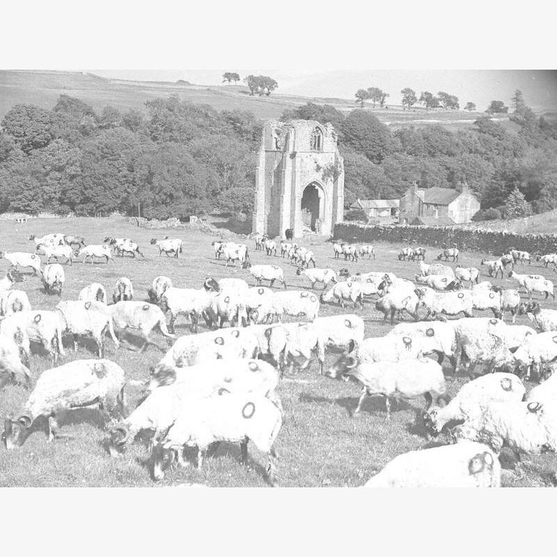 Sheep Grazing at Shap Abbey