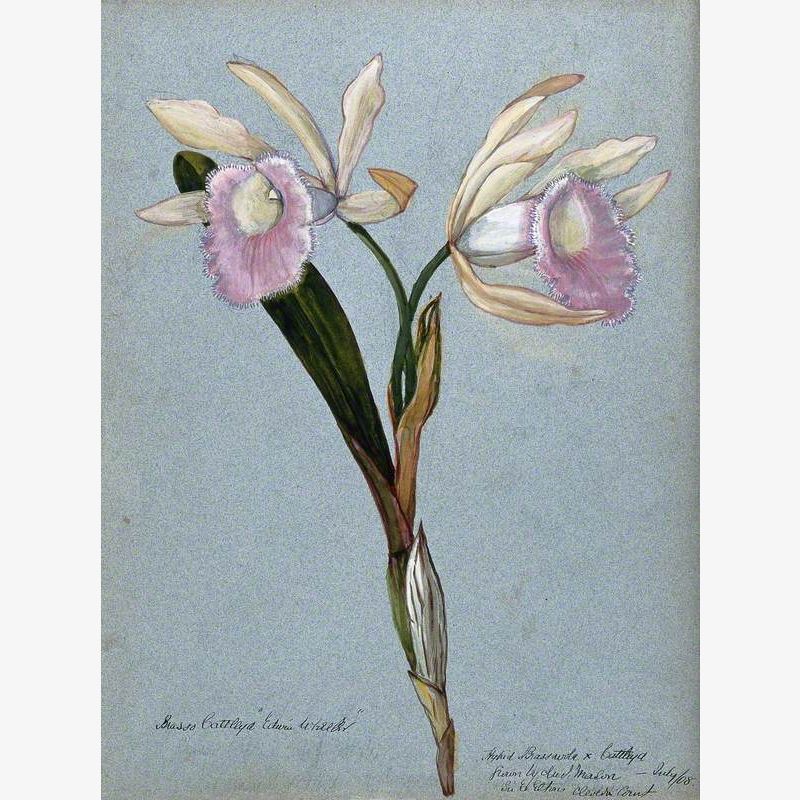 An Orchid Hybrid (Brassavola x Cattleya, 'Edwin Wheeler'): Flowering Stem