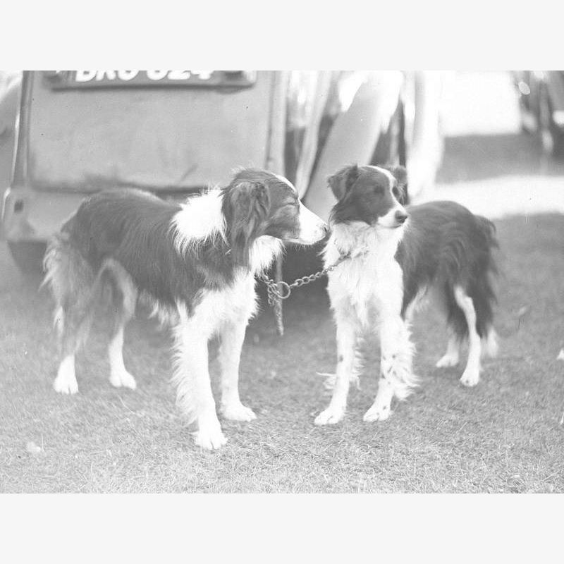 Pair of Sheep Dogs
