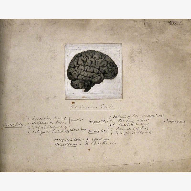 The Human Brain, Divided According to Bernard Hollander's System of Phrenology