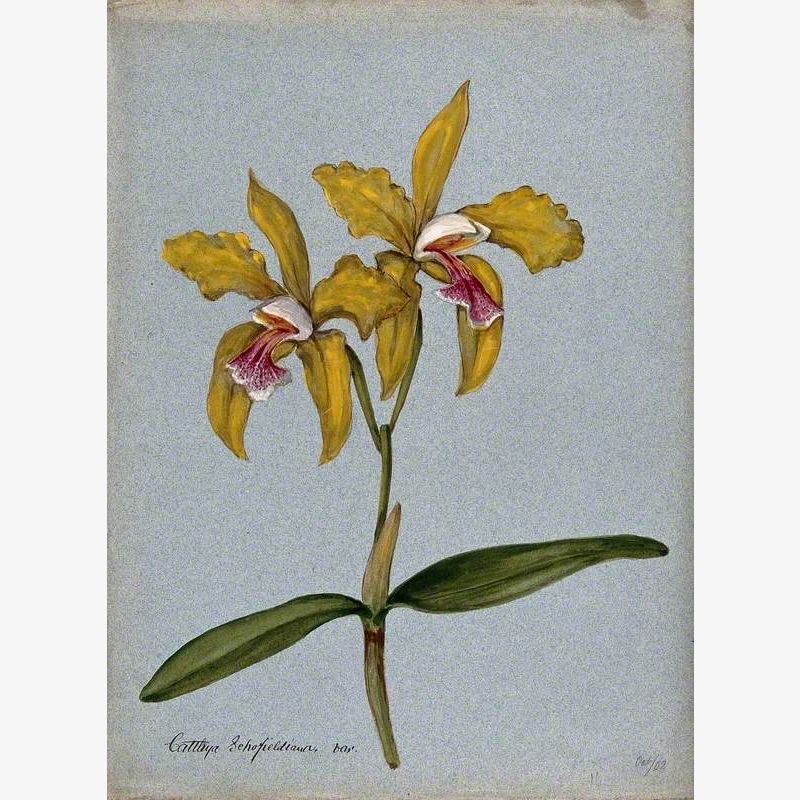 An Orchid (Cattleya Schofieldiana Var): Flowering Stem
