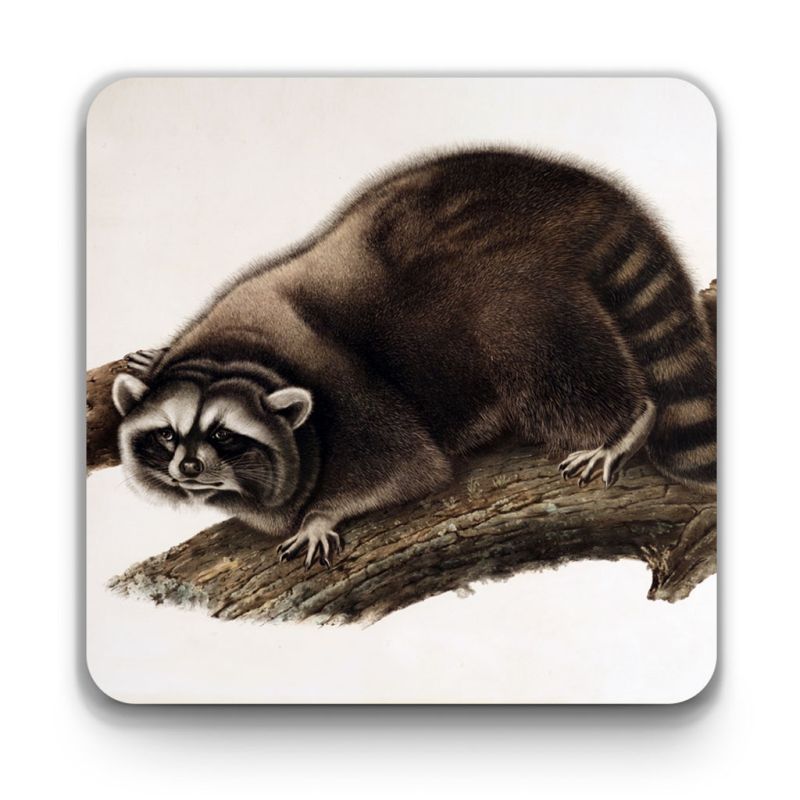John James Audubon ‘Raccoon’ coaster
