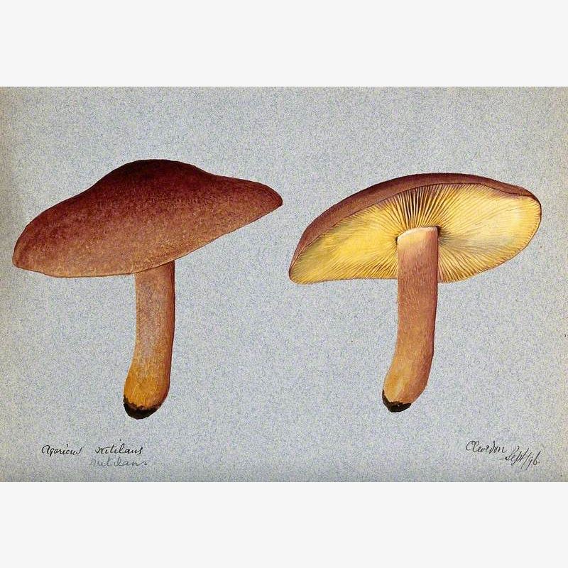Plums and Custard Fungus (Tricholomopsis Rutilans): Two Fruiting Bodies
