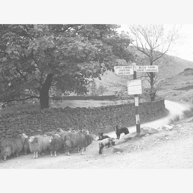 Sheep and Sheepdogs in Lane