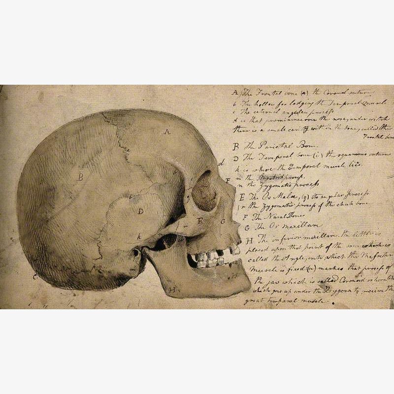 Skull: Side View