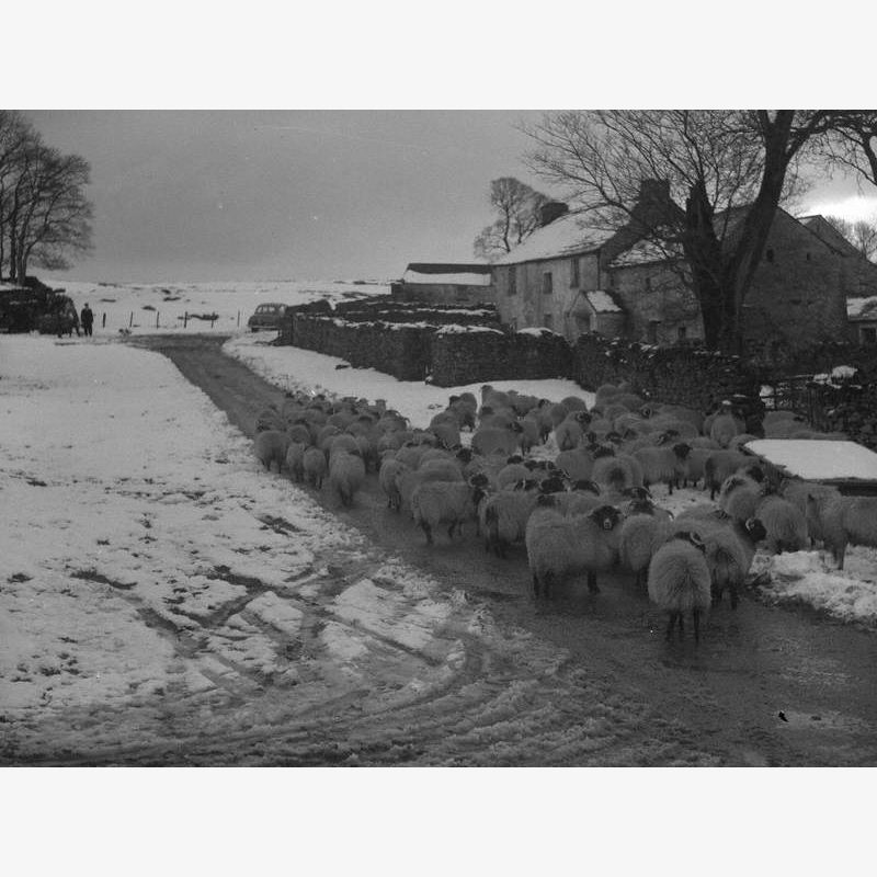 Sheep in Winter at Little Asby