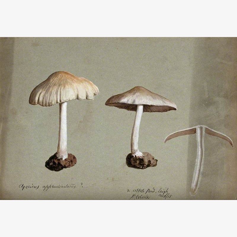 A Fungus (Psathyrella Candolleana): Three Fruiting Bodies