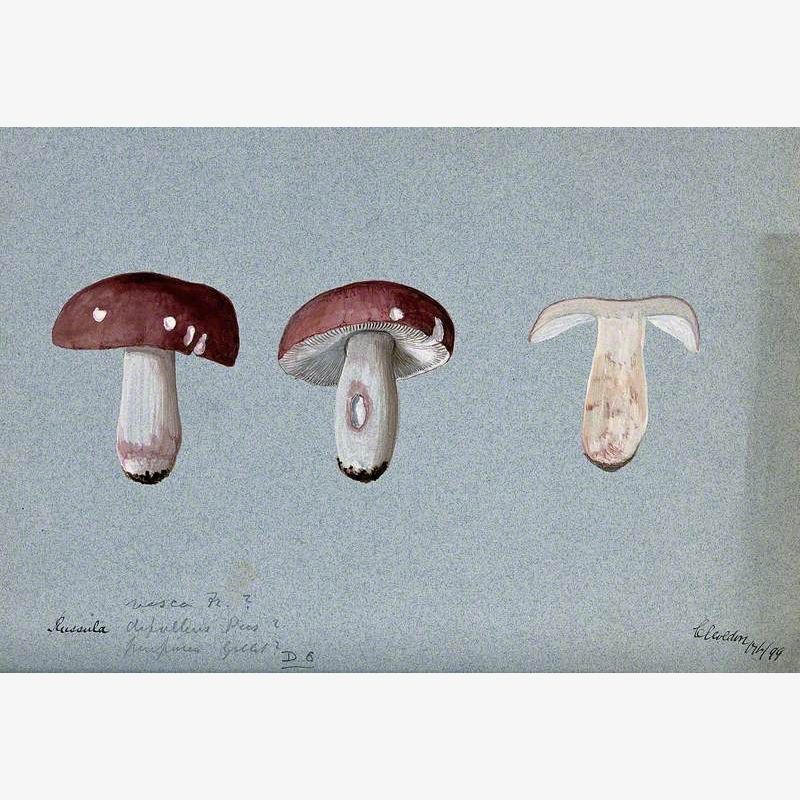 A Fungus (Russula Species): Three Fruiting Bodies, One Sectioned