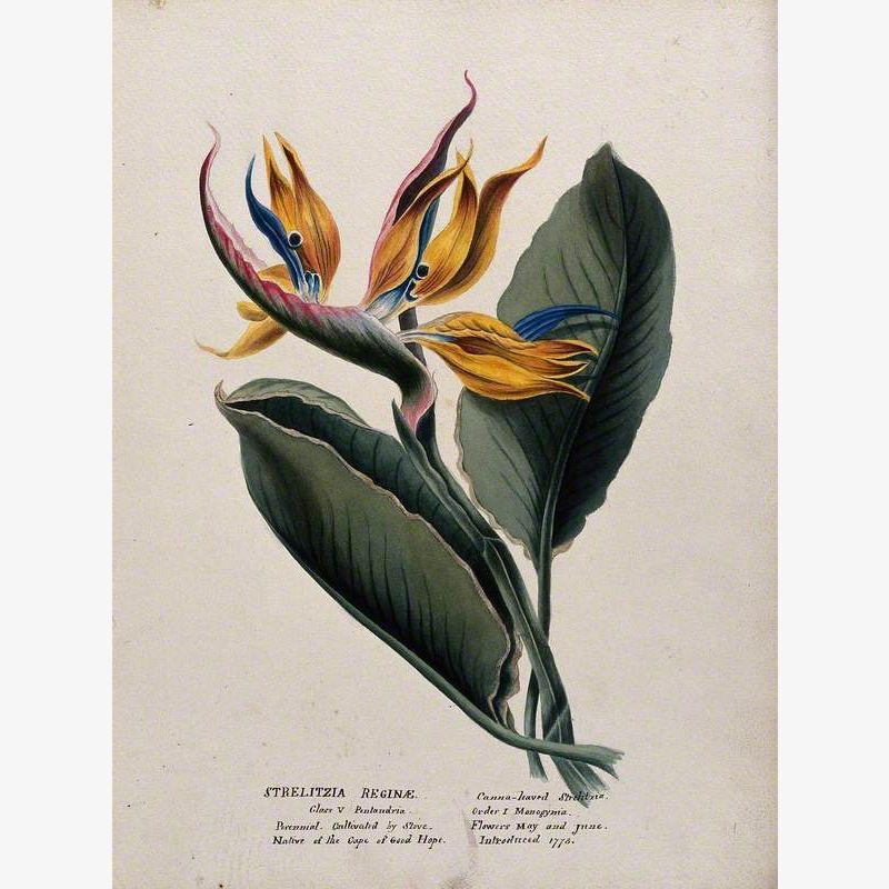 Bird of Paradise Plant (Strelitzia Reginae): Flower and Leaf