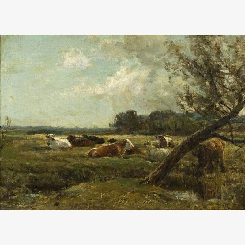 Cattle Resting in Marshland