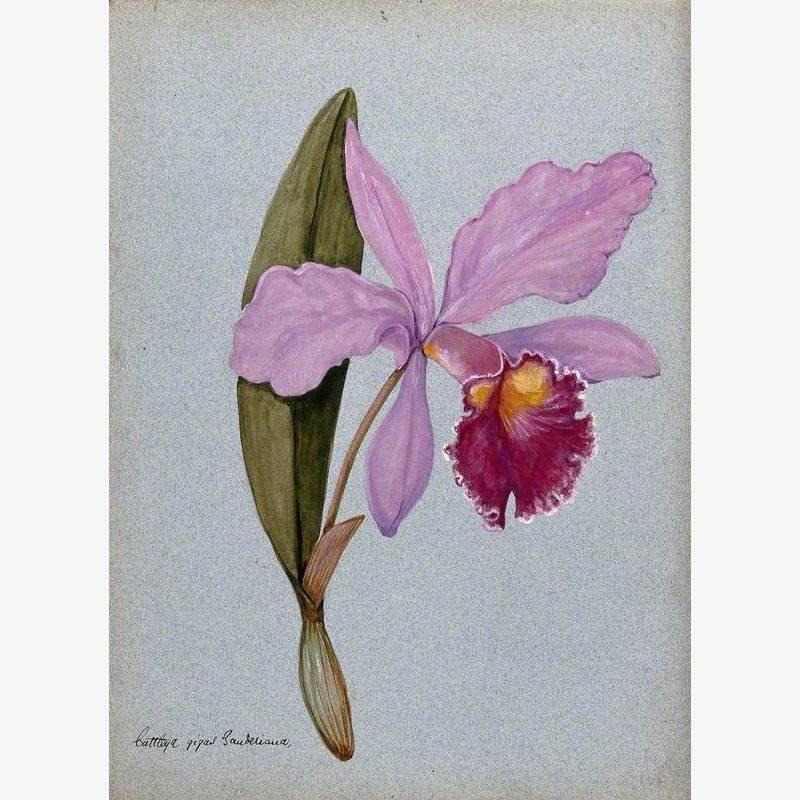 An Orchid (Cattleya Gigas Sauderiana): Flowering Stem
