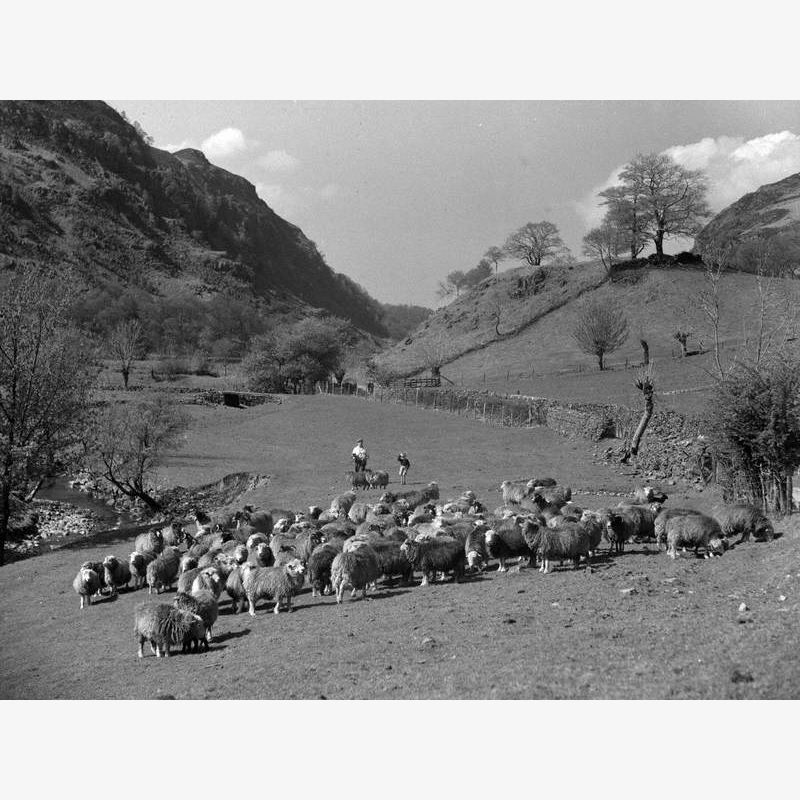 Sheep Farming at Ambleside