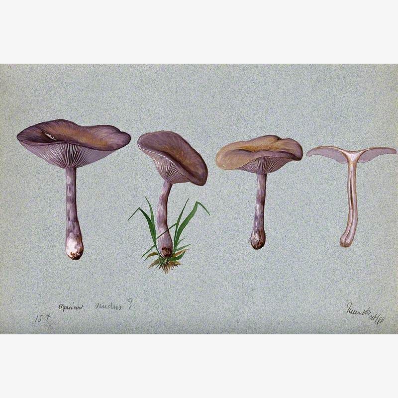 The Wood Blewit Fungus (Lepista Nuda): Four Fruiting Bodies