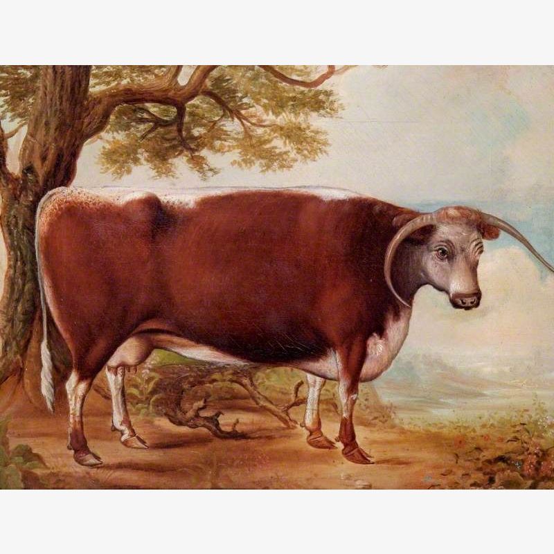 A Longhorn Cow