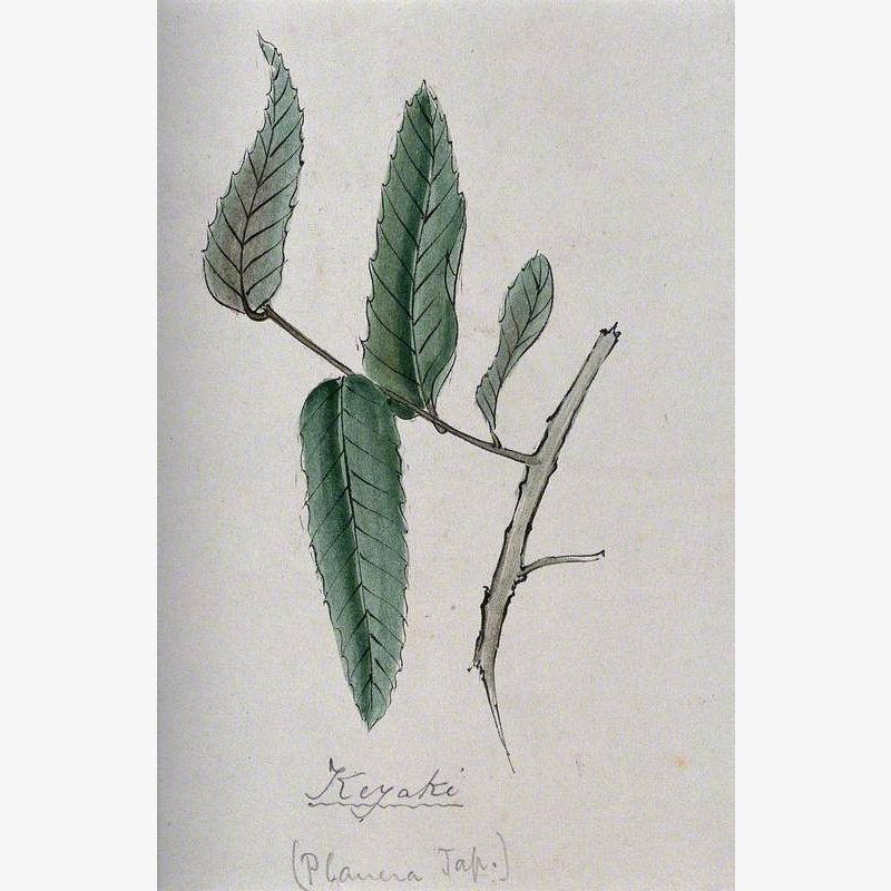 Keyaki (Zelkova Serrata): Branch with Leaves