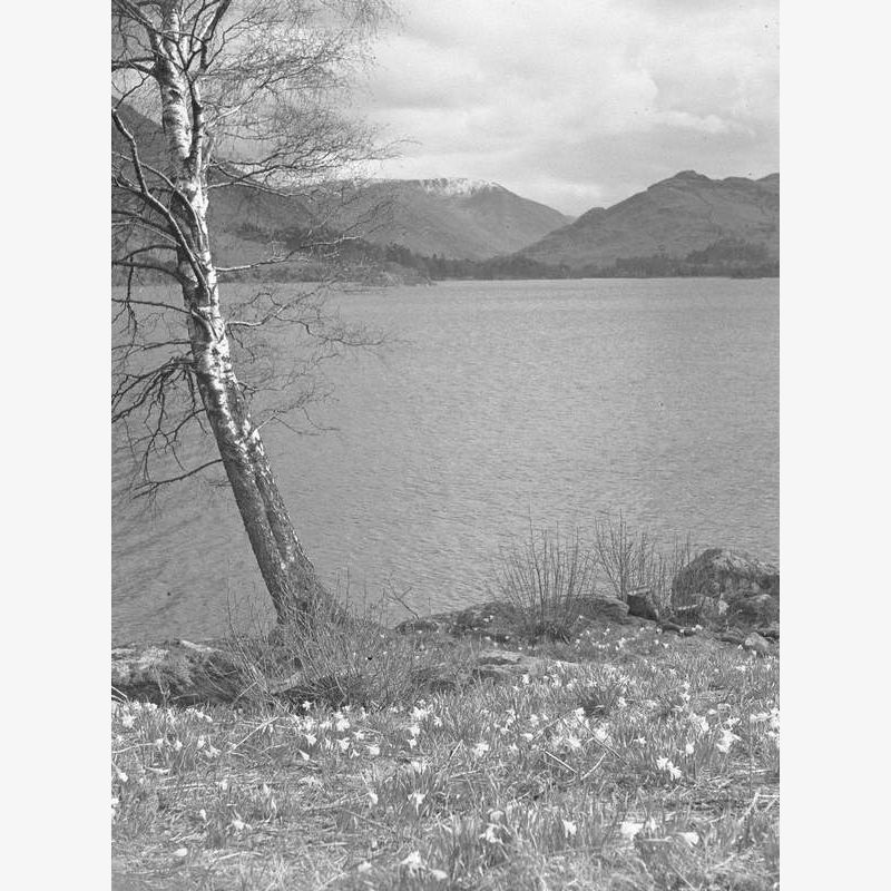 Daffodils by Ullswater