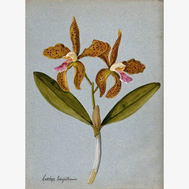 An Orchid (Cattleya Schofieldianum): Flowering Stem