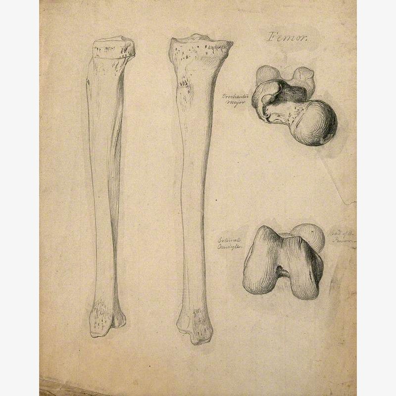 Tibia Bones: Four Figures