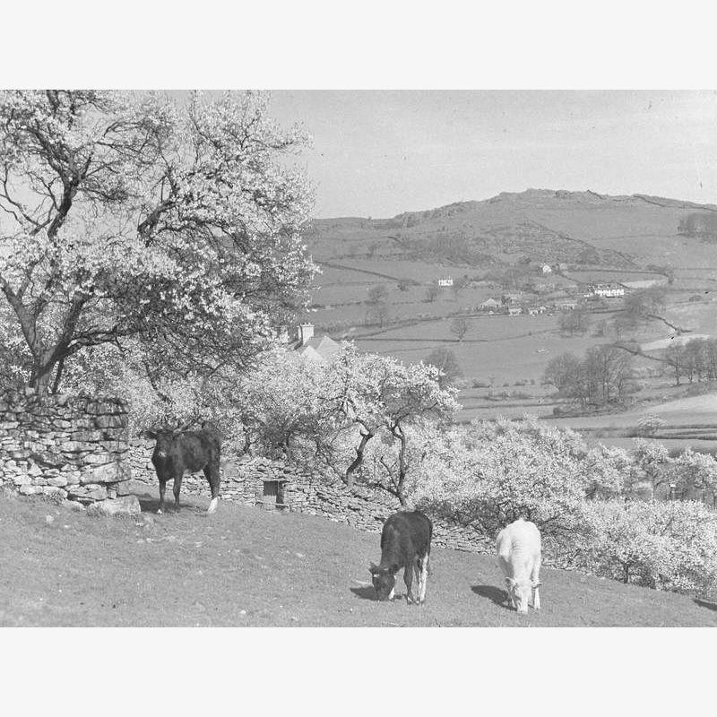 Cattle and Blossom, Lyth Valley