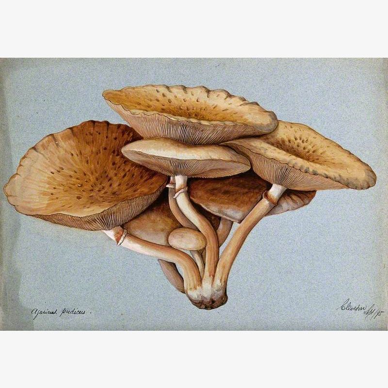 A Fungus (Inocybe Pudica)
