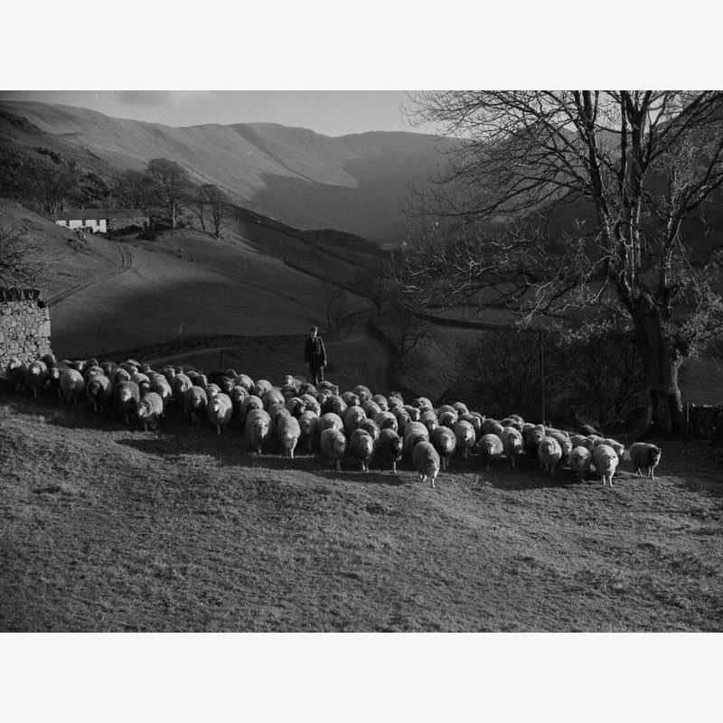 Sheep Farming, Martindale Farm