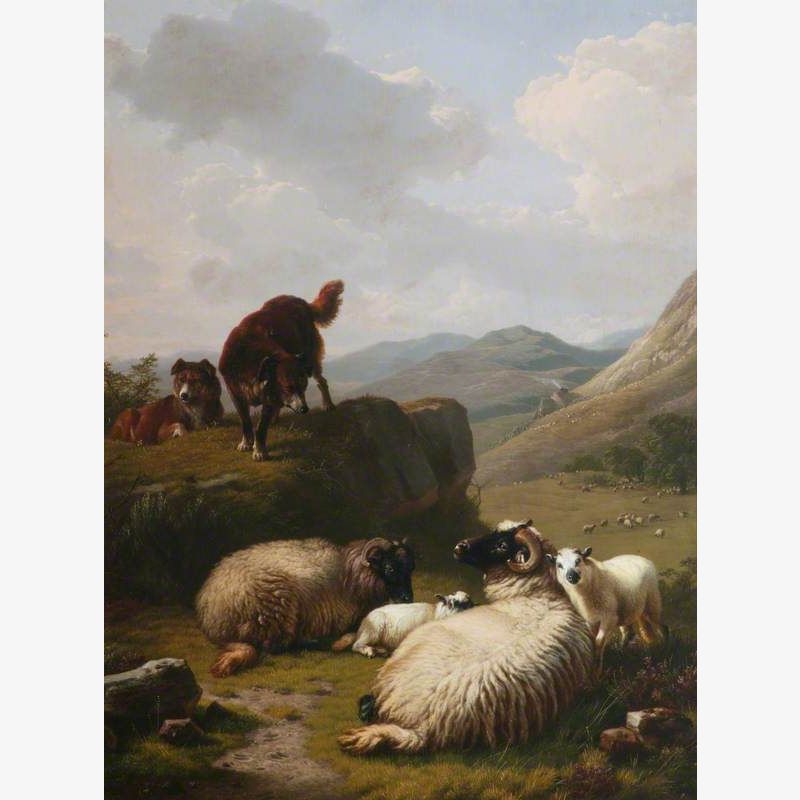 Sheep and Dogs