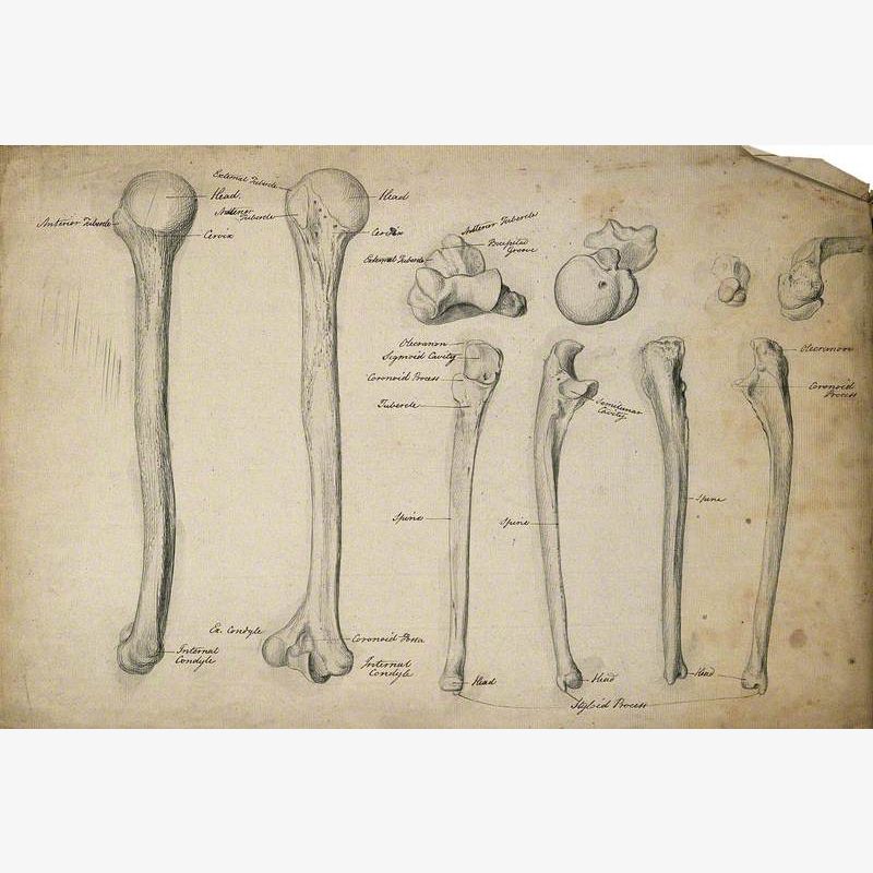 Humerus and Ulna Bones: Ten Figures
