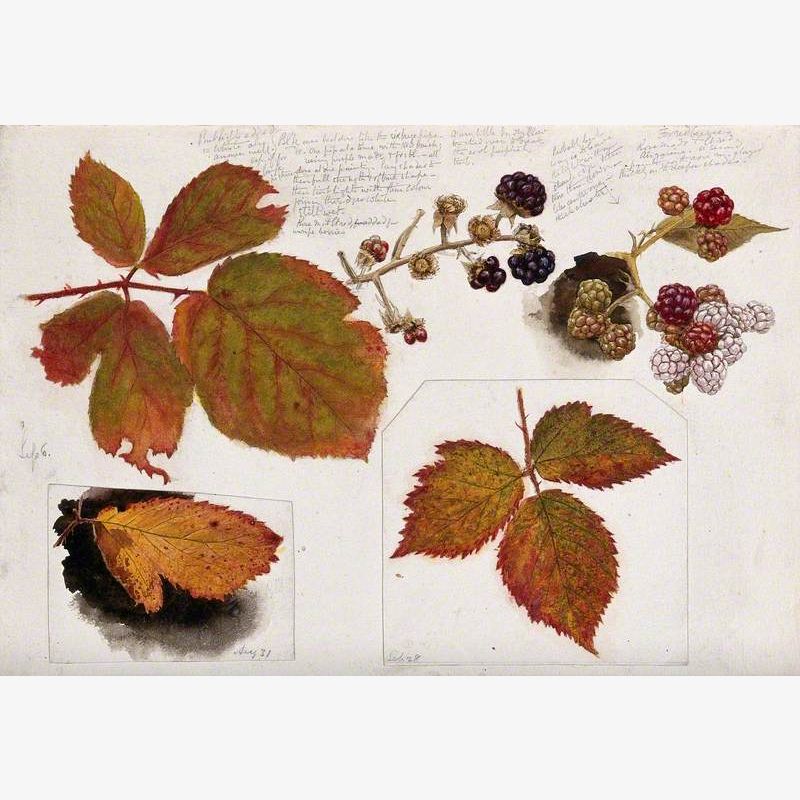 Autumn Leaves and Fruits of Bramble (Rubus Species)