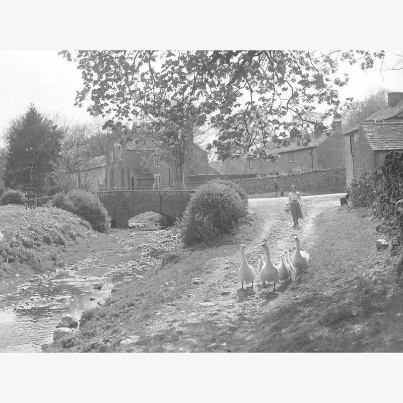 Woman and Geese in Crosby Ravensworth