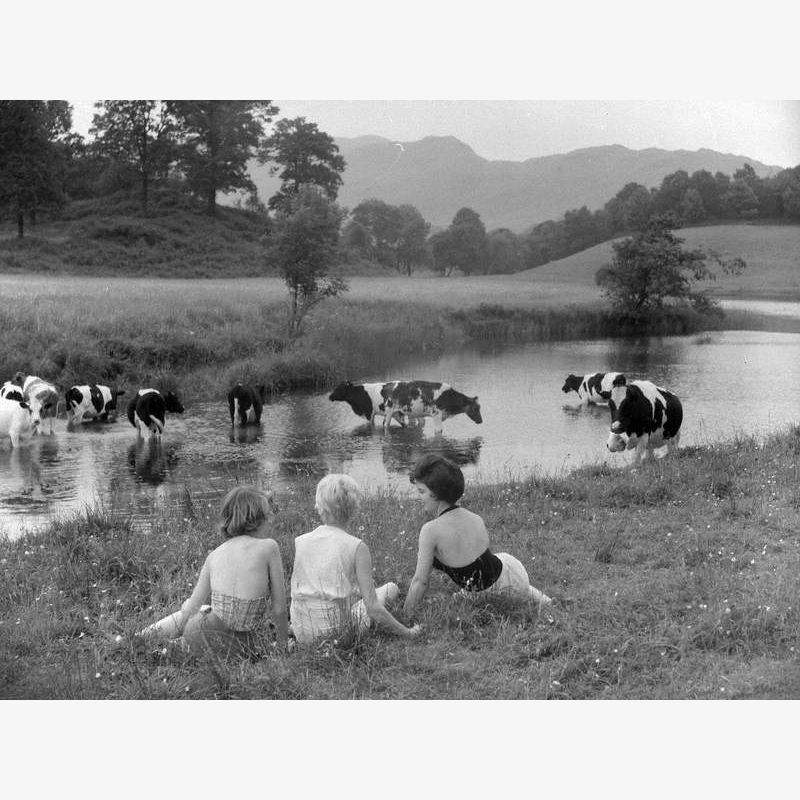 Women Watching Cows, Langdale