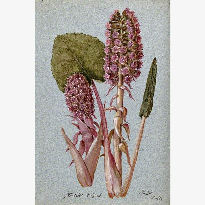 Butterbur (Petasites Hybridus): Flowering Stem