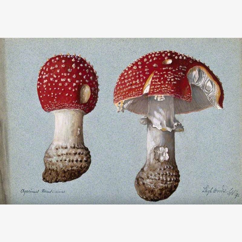 The Fly Agaric Fungus (Amanita Muscaria): Two Fruiting Bodies