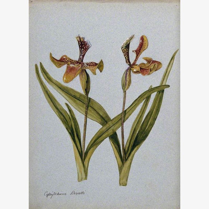 Lady's Slipper Orchids (Cypripedium Boxalli): Two Flowering Stems