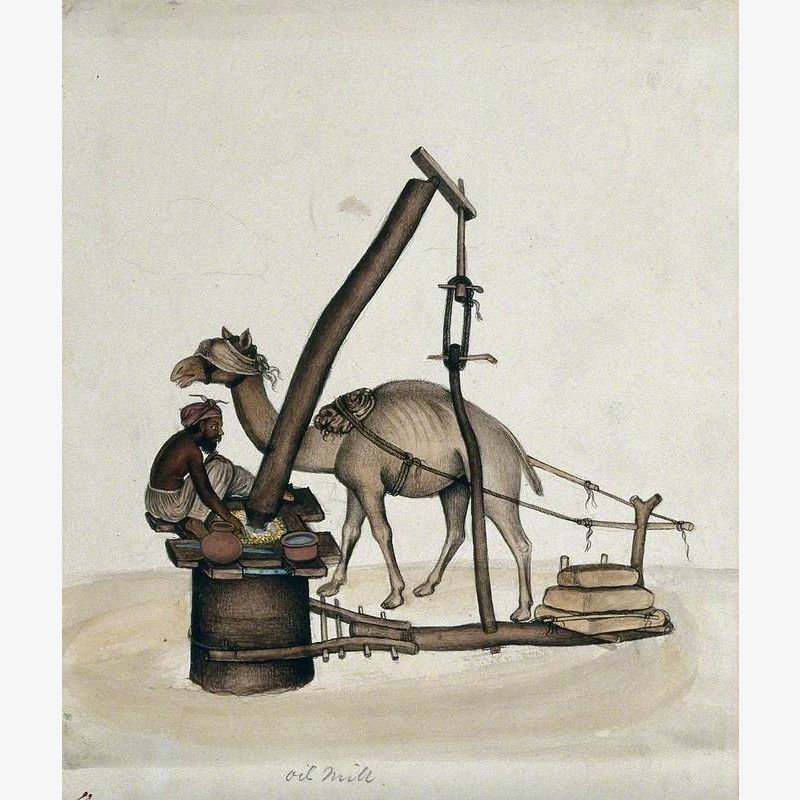 A Man Making Oil in an Oil Mill with the Help of a Camel