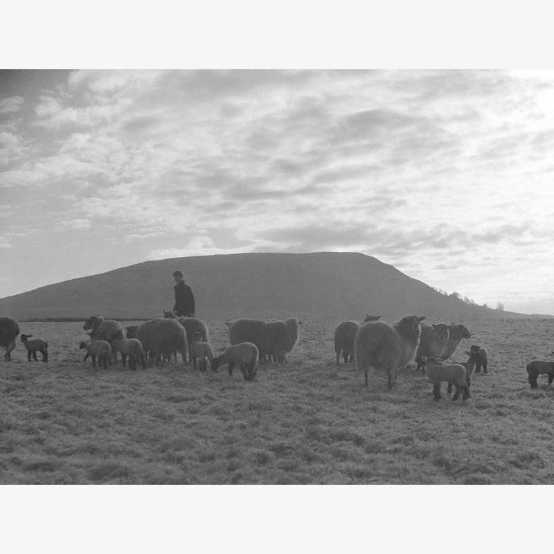 Farmer, Sheep and Lambs