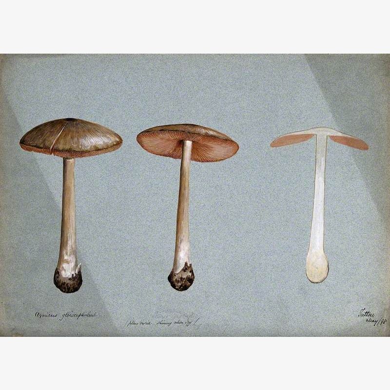 A Fungus (Agaricus Gloiocephalus): Three Fruiting Bodies