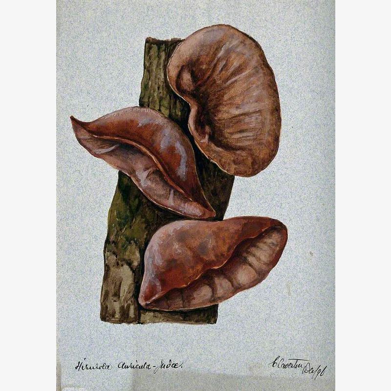 Jew's Ear Fungus (Hirneola Auricula-Judae): Three Fruiting Bodies on Wood