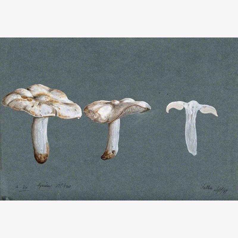 A Fungus (Agaricus Altus): Three Fruiting Bodies, One Sectioned