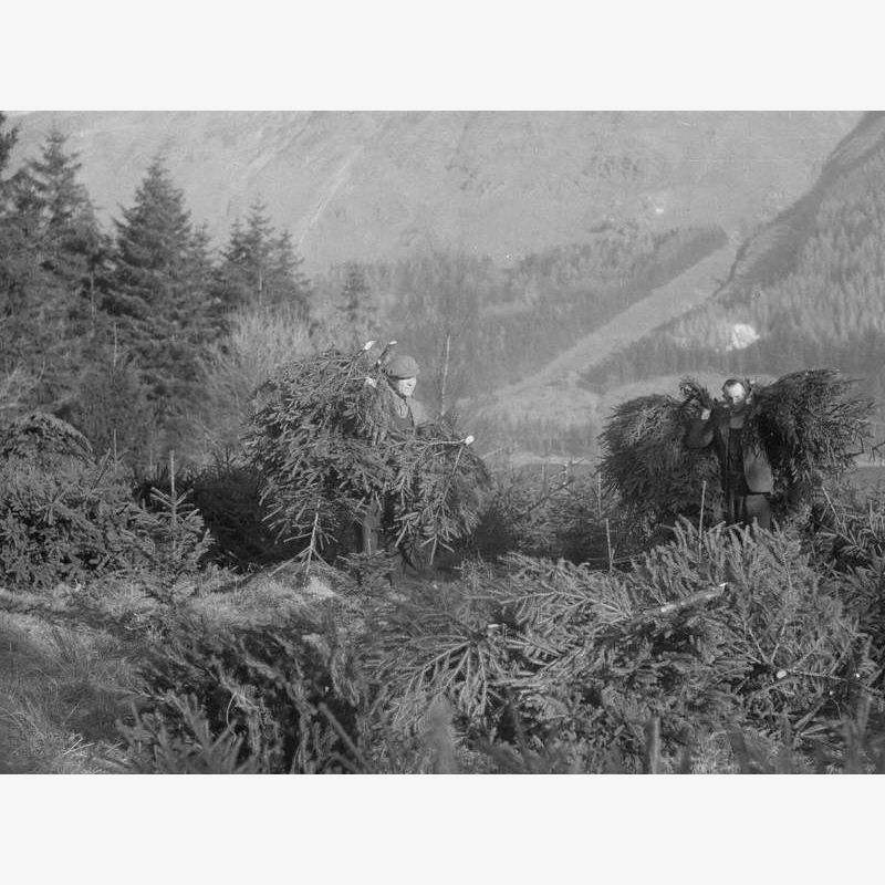 Felling Trees at Thirlmere